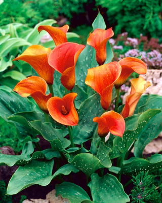 Calla pomarańczowa - Orange - GIGA paczka! - 50 szt.