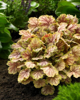 Żurawka - Picasso - duża paczka! - 10 szt.