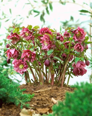 Ciemiernik czerwony - pełny - duża paczka! - 10 szt.