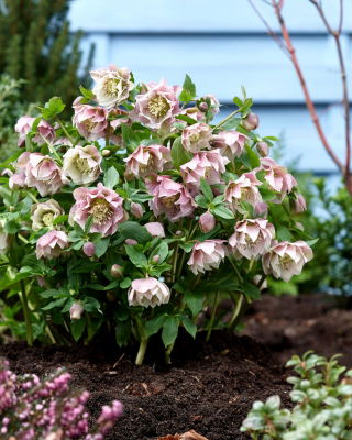 Ciemiernik - Double Ellen Pink - duża paczka! - 10 szt.