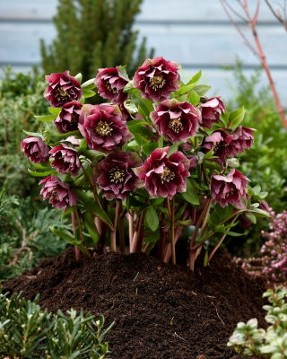 Ciemiernik - Double Ellen Red - duża paczka! - 10 szt.