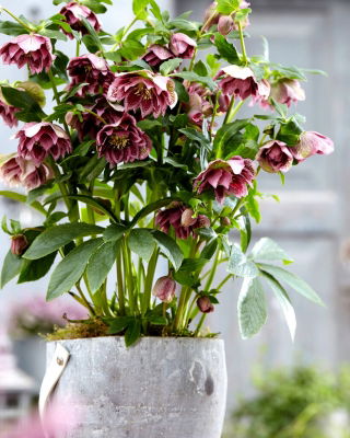 Ciemiernik - Double Ellen Pink Spotted - duża paczka! - 10 szt.