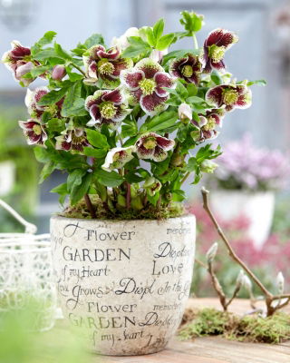 Ciemiernik - Pretty Ellen Spotted - duża paczka! - 10 szt.