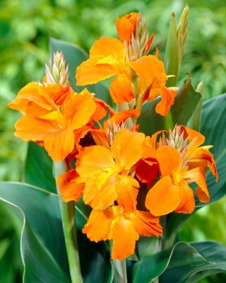 Kanna pomarańczowa - Orange - duża paczka! - 10 szt.