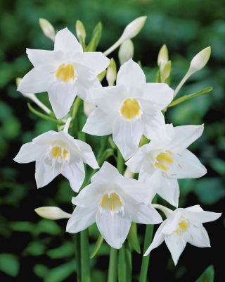 Lilia amazońska - Eucharis amazonica - duża paczka! - 10 szt.