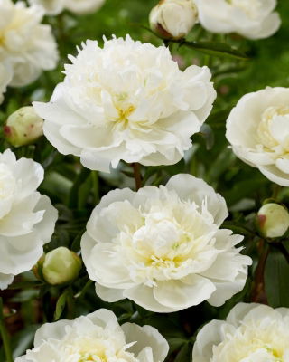 Piwonia, Paeonia - Duchesse de Nemours - sadzonka - duża paczka! - 10 szt.