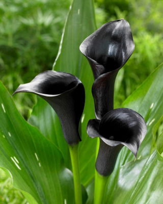 Calla czarna - Black - duża paczka! - 10 szt.