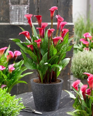 Calla Red Charm - duża paczka! - 10 szt.