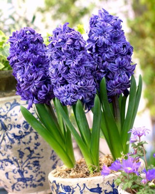 Hiacynt Royal Navy - pełny - GIGA paczka! - 150 szt.