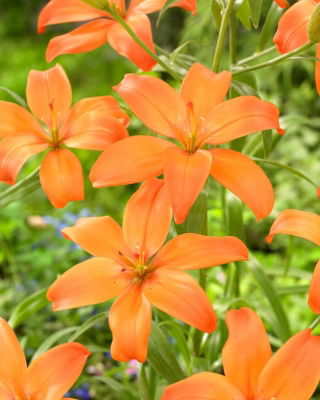 Lilia - Mandarin Star - bezpyłkowa, idealna do wazonu!