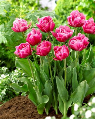 Tulipan Pink Cameo - 5 szt.