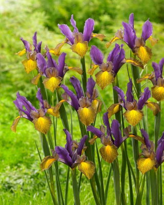 Irys holenderski - Picasso - 10 szt.