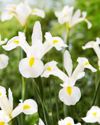 Irys holenderski - White Magic - duża paczka! - 100 szt.
