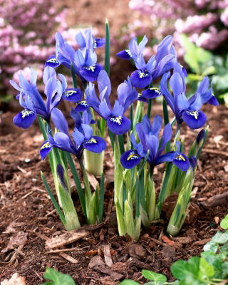 Irys żyłkowany - Iris reticulata - duża paczka! - 100 szt.