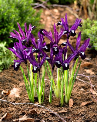 Irys botaniczny - Pauline - GIGA paczka! - 500 szt.