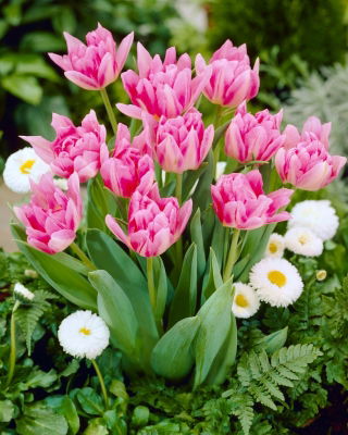 Tulipan Peach Blossom - GIGA paczka! - 250 szt.