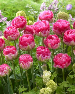 Tulipan Pinksize - 5 szt.