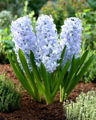 Hiacynt Blue Eyes - duża paczka! - 30 szt.