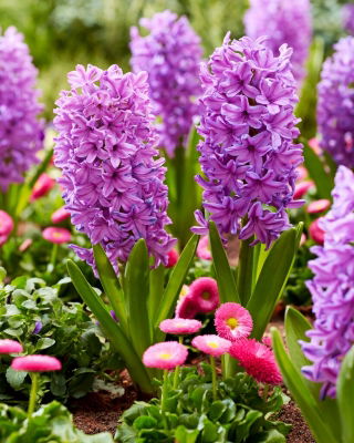 Hiacynt Purple Voice - 3 szt.