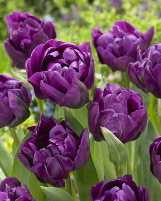 Tulipan Negrita Double - GIGA paczka! - 250 szt.