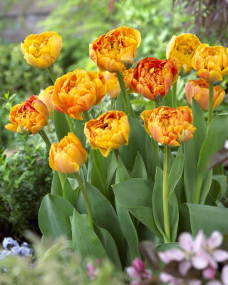 Tulipan Sunlover - GIGA paczka! - 250 szt.