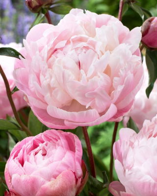 Piwonia, Paeonia - Lady Alexandra Duff - sadzonka