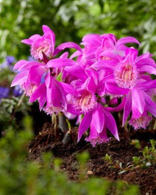 Storczyk ogrodowy Tongariro - GIGA paczka! - 50 szt.