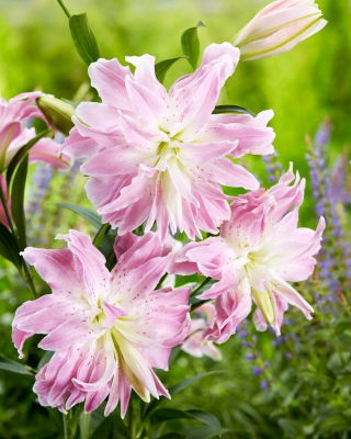 Lilia - Lotus Elegance - orientalna, pełna