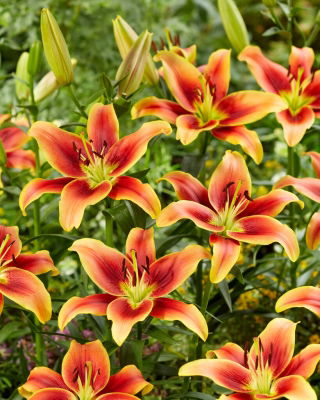 Lilia - Avalon Sunset - GIGA paczka! - 50 szt.