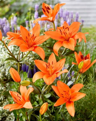 Lilia - Orange Summer - GIGA paczka! - 50 szt.