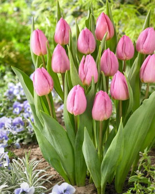 Tulipan Light Pink Prince - 5 szt.