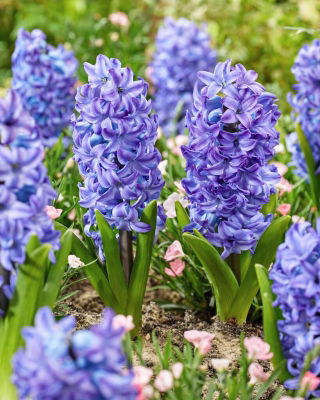 Hiacynt Aqua - duża paczka! - 30 szt.