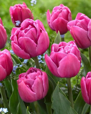 Tulipan Double You - 5 szt.