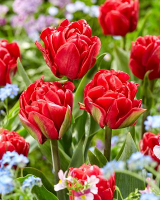 Tulipan Red Foxtrot - 5 szt.