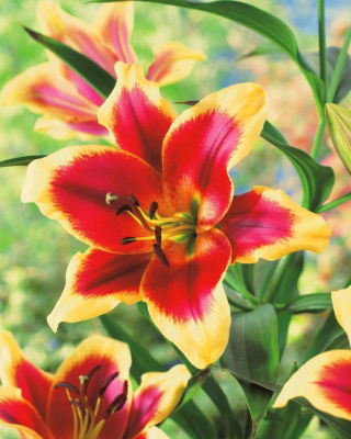 Lilia - Red Dutch - GIGA paczka! - 50 szt.