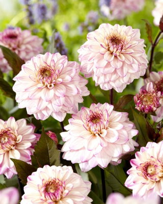 Dalia - Flashback - GIGA paczka! - 50 szt.
