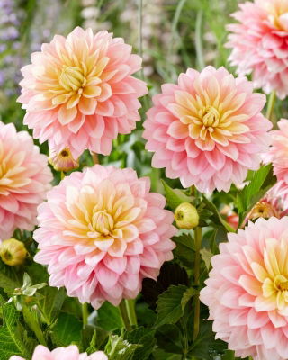 Dalia - Sheer Heaven - GIGA paczka! - 50 szt.