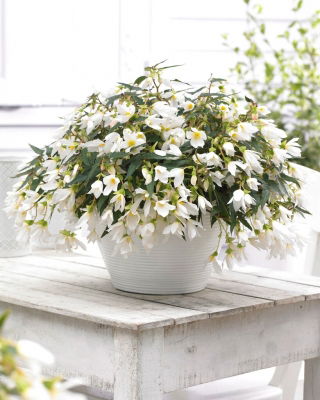 Begonia boliwijska - Bertini Santa Barbara - duża paczka! - 10 szt.