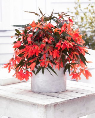 Begonia boliwijska - Bertini Santa Cruz - duża paczka! - 10 szt.