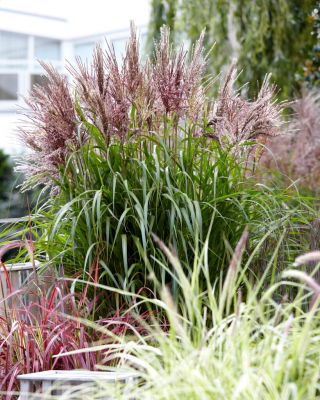 Miskant chiński - Volcano - GIGA paczka! - 50 szt.