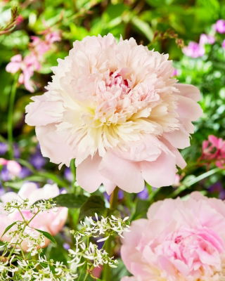 Piwonia, Paeonia - Alertie - sadzonka - duża paczka! - 10 szt.