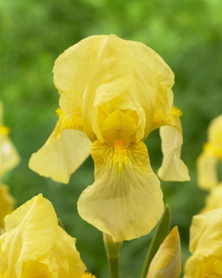 Kosaciec, Irys - Burning Bright