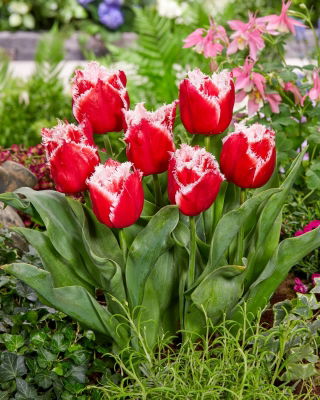 Tulipan New Santa - GIGA paczka! - 250 szt.