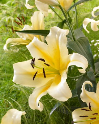 Lilia drzewiasta - Belcastro - duża paczka! - 10 cebulek