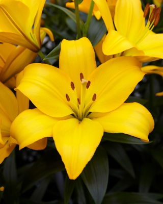 Lilia - Lentella - GIGA paczka! - 50 cebulek