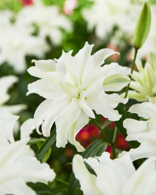 Lilia pełna - My Wedding - GIGA paczka! - 50 cebulek