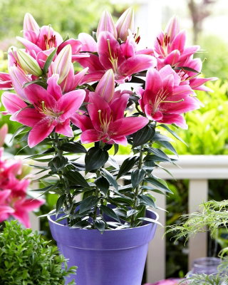 Lilia orientalna miniaturka - Gentle Romance - GIGA paczka! - 50 cebulek