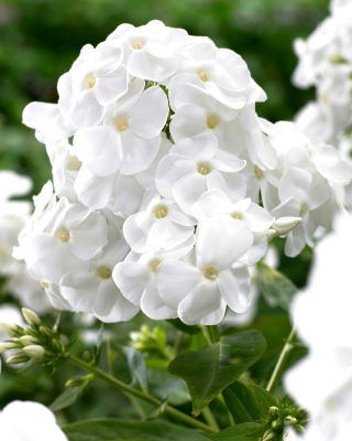 Floks (Phlox) - Płomyk wiechowaty - Rembrandt - duża paczka! - 10 szt.