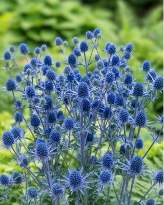 Mikołajek płaskolistny - GIGA paczka! - 50 szt.