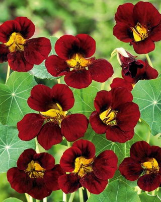 Nasturcja niska Black Velvet